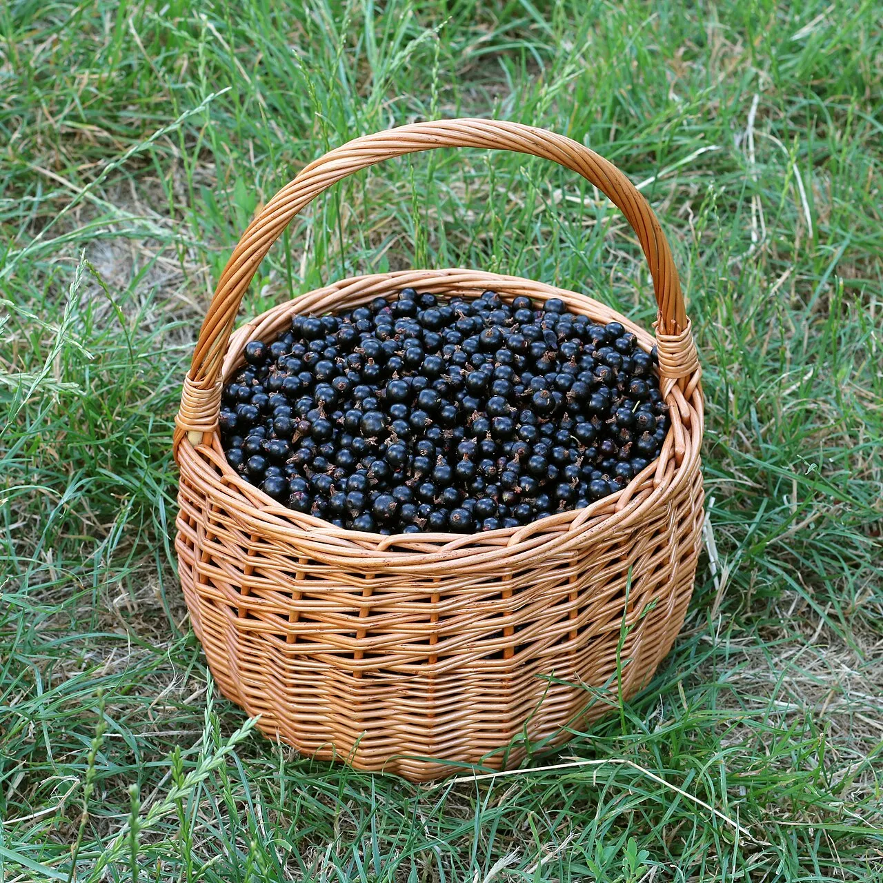 Johannisbeere Slushi